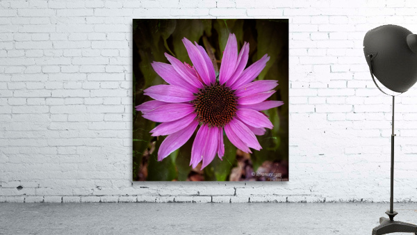 flowerWithTexture Wall Preview