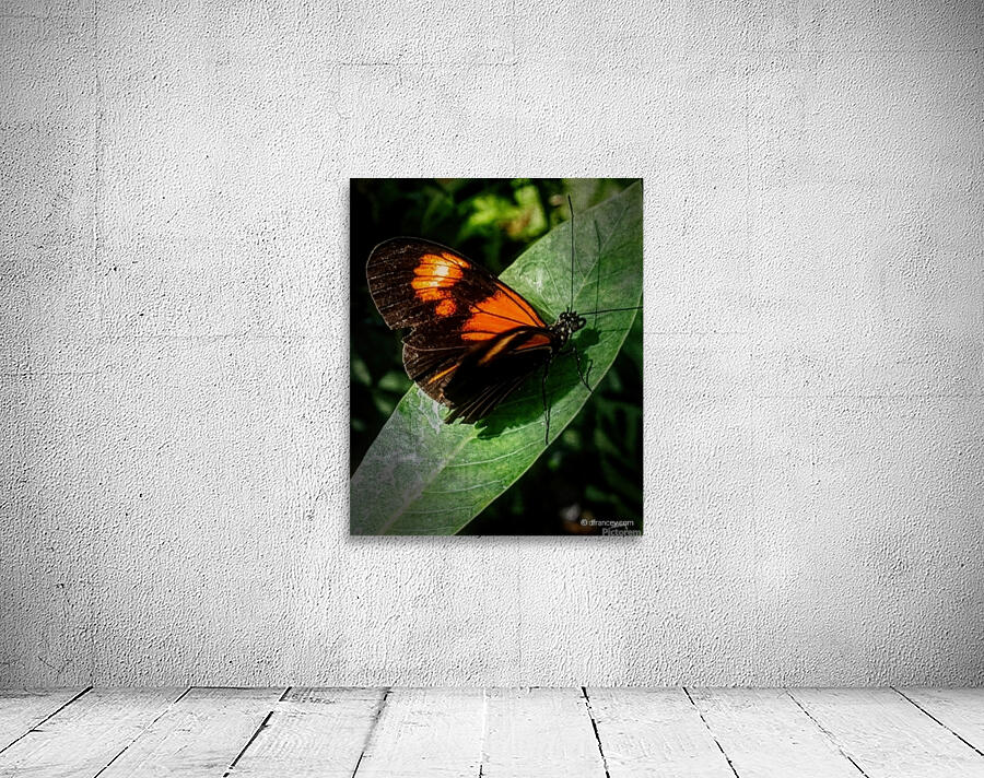 ButterflyOnLeaf Wall Preview