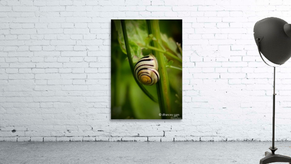 Snail8x11 Wall Preview