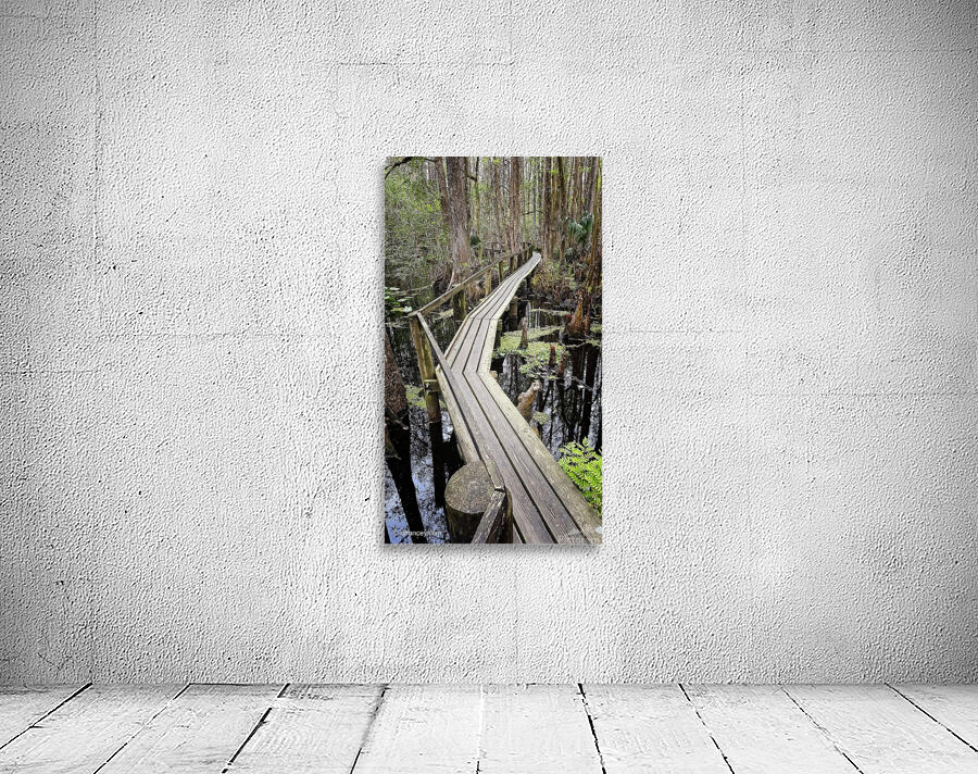 Cyprus Swamp Walk Wall Preview
