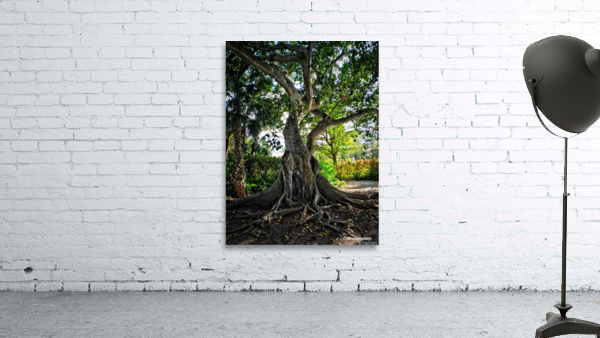 Banyan Tree Wall Preview