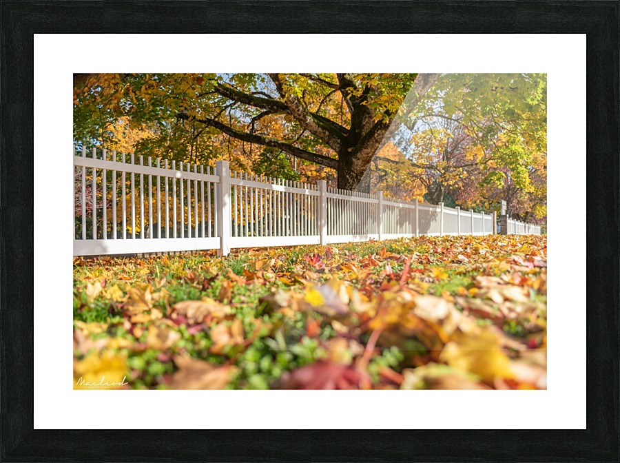 DSC_7158 Picture Frame print