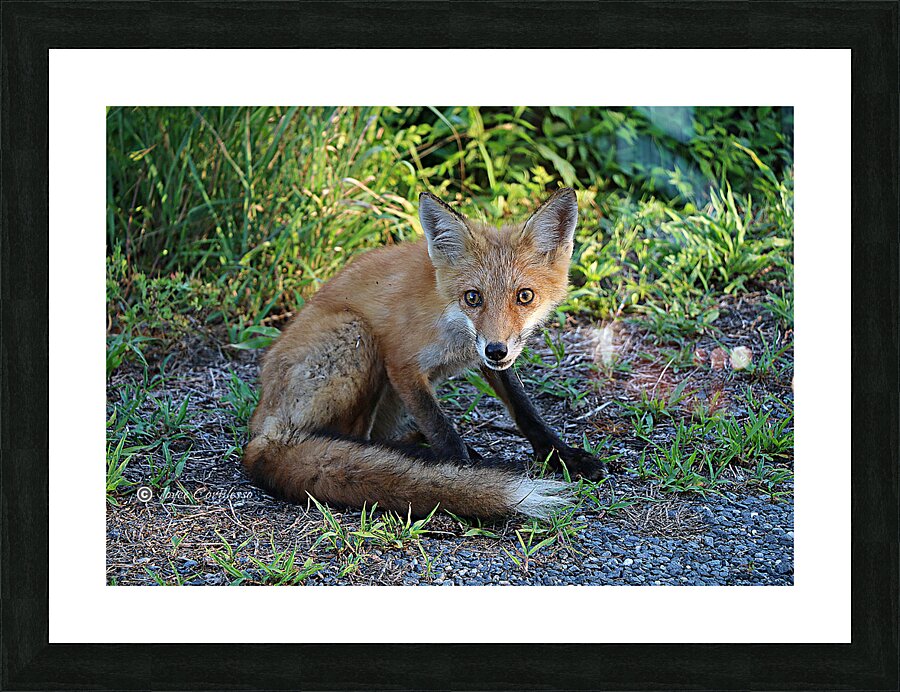 Whats Up   Picture Frame print
