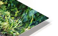 Whats Up   HD Metal print