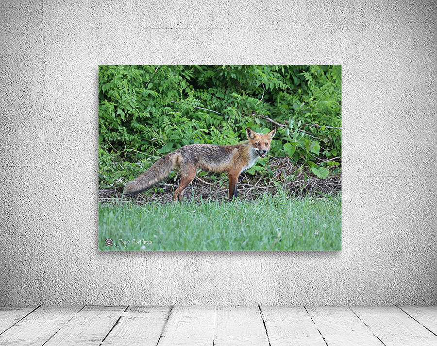 Resilient Red Fox Wall Preview