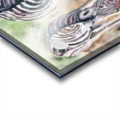 zebras Acrylic print