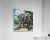 elephant Acrylic Print