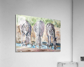 zebras Acrylic Print