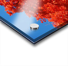 Maple tree close up Acrylic print
