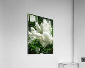 Lilac bush Acrylic Print