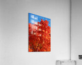 Maple tree close up Acrylic Print