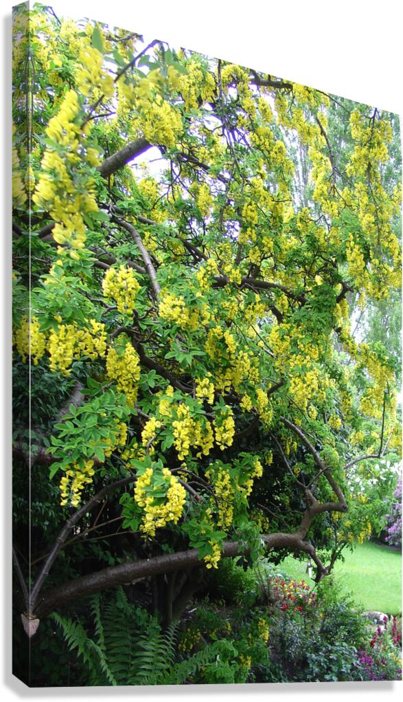 Laburnum blossom Canvas Print