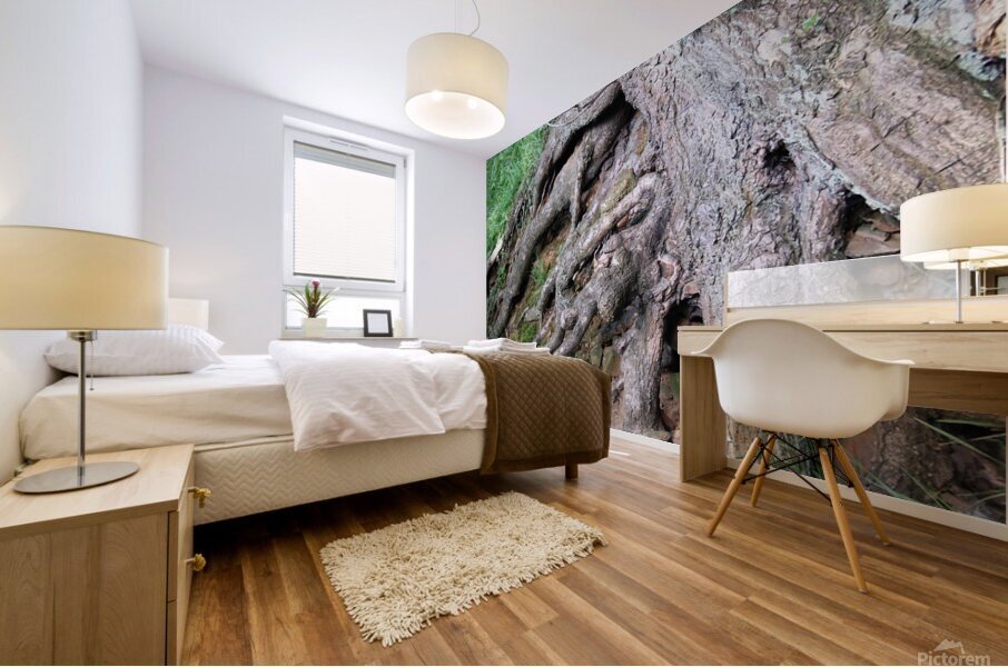 Beech tree roots Mural print