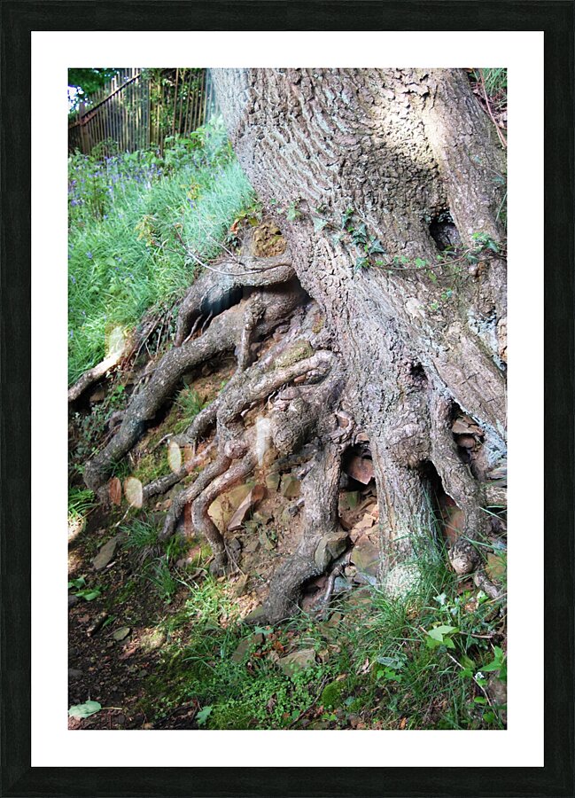 Beech tree roots Picture Frame print