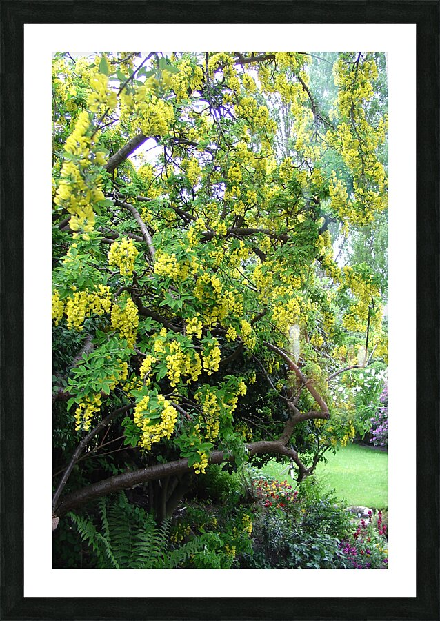 Laburnum blossom Picture Frame print