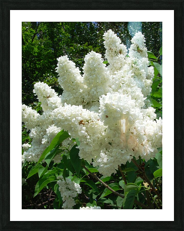 Lilac bush Picture Frame print