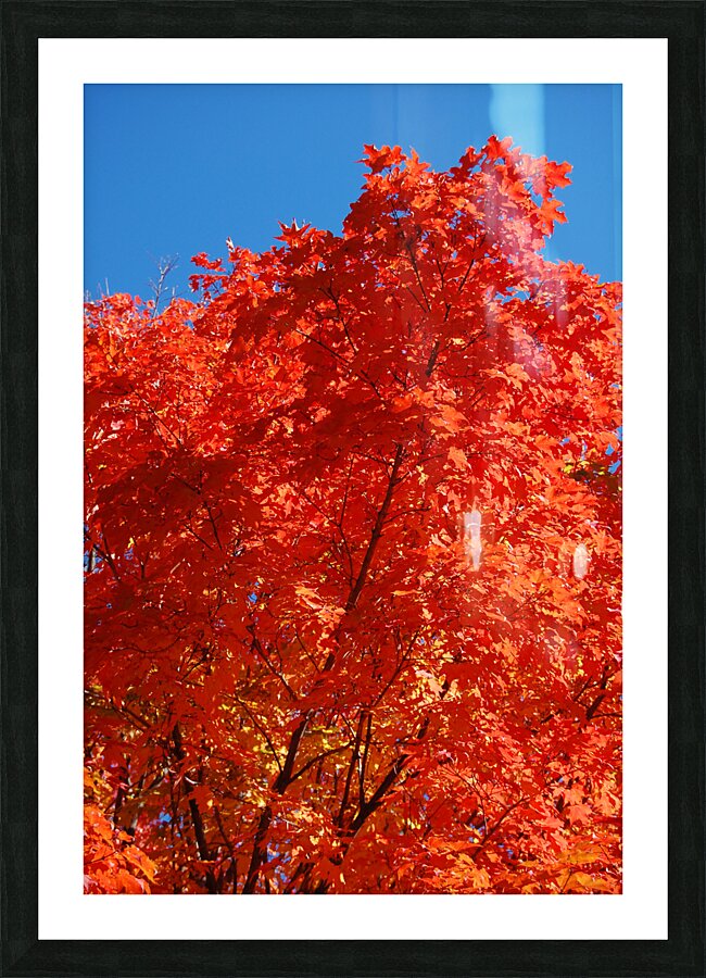 Maple tree close up Picture Frame print
