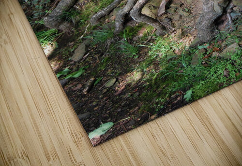 Beech tree roots Ross Sharp puzzle