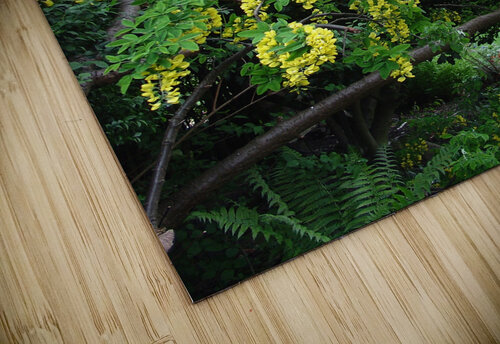 Laburnum blossom Ross Sharp puzzle