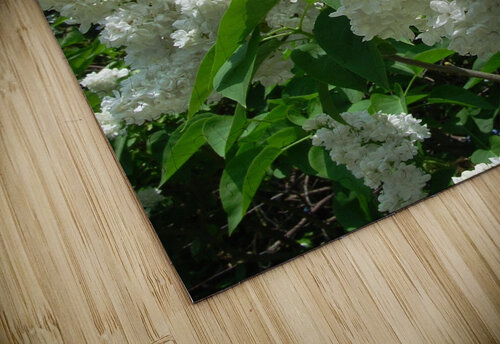 Lilac bush Ross Sharp puzzle