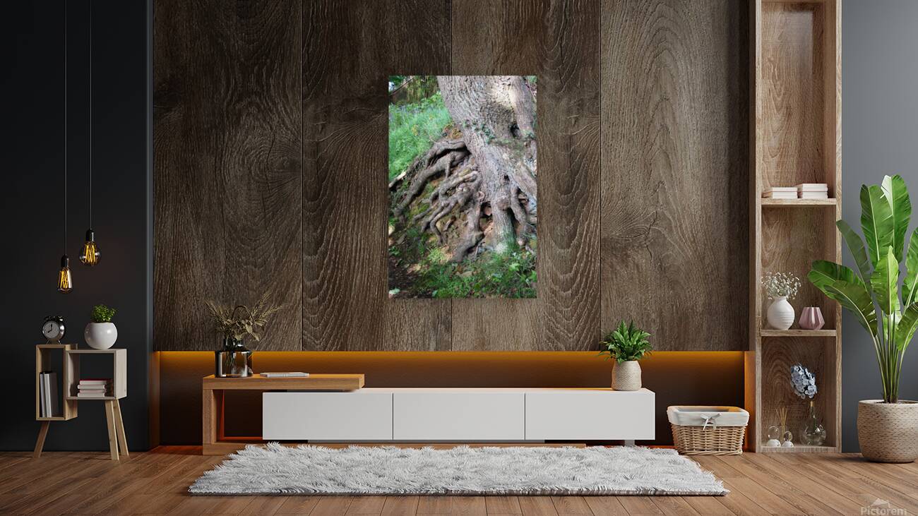 Beech tree roots Reproduction