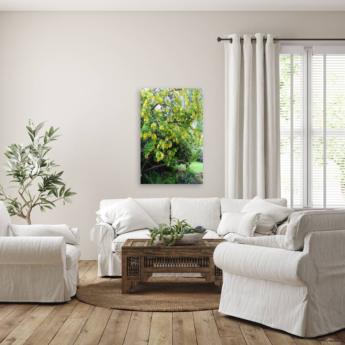 Laburnum blossom Reproduction