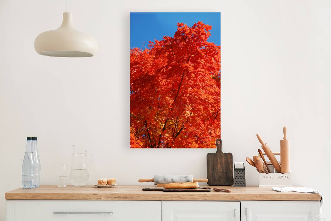 Maple tree close up Reproduction