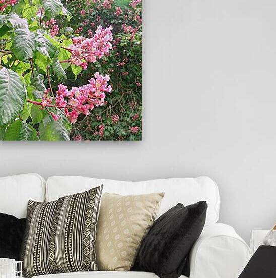 Red Horse Chestnut in bloom by Ross Sharp