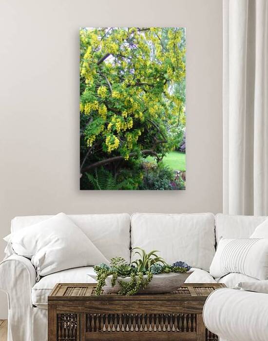 Laburnum blossom Reproduction