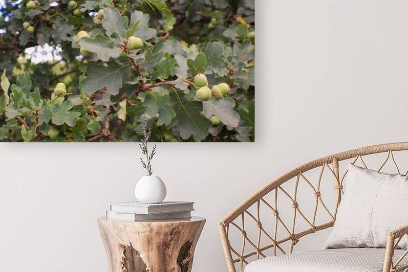 New acorns Knaresborough Yorkshire by Ross Sharp