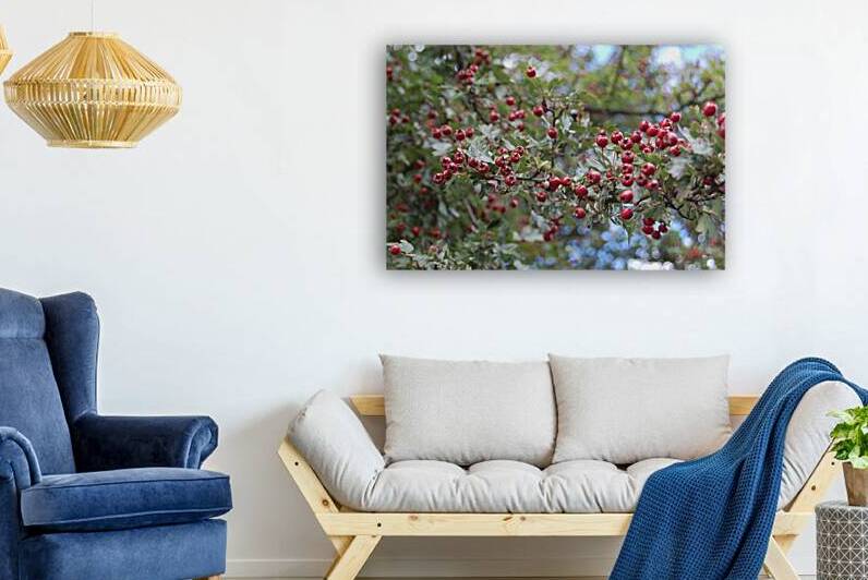 Common Hawthorn haws by Ross Sharp