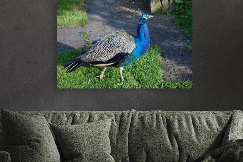 Peacock at Ellingham Hall by Ross Sharp