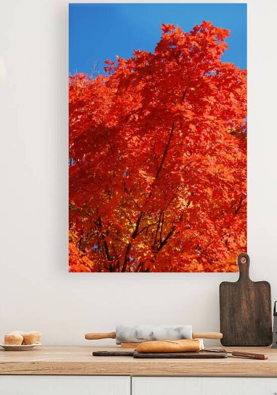 Maple tree close up by Ross Sharp