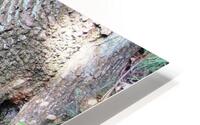 Beech tree roots HD Metal print