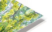 Laburnum blossom HD Metal print