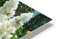 Lilac bush HD Metal print