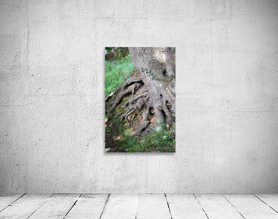Beech tree roots Wall Preview