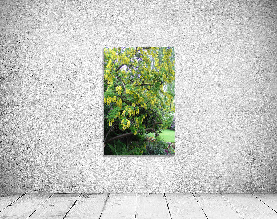 Laburnum blossom Wall Preview