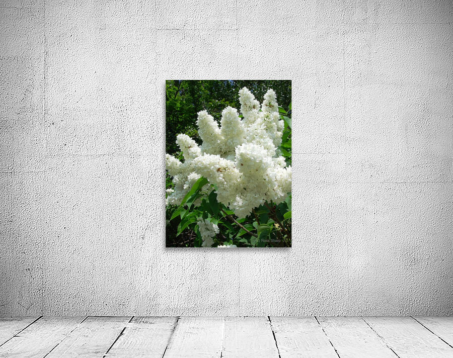 Lilac bush Wall Preview