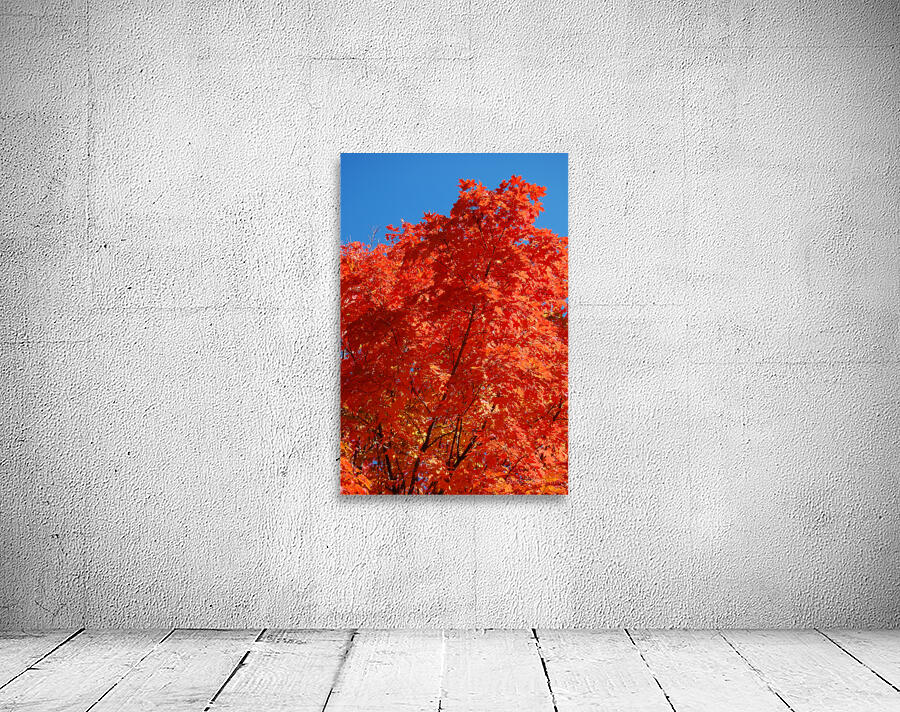 Maple tree close up Wall Preview