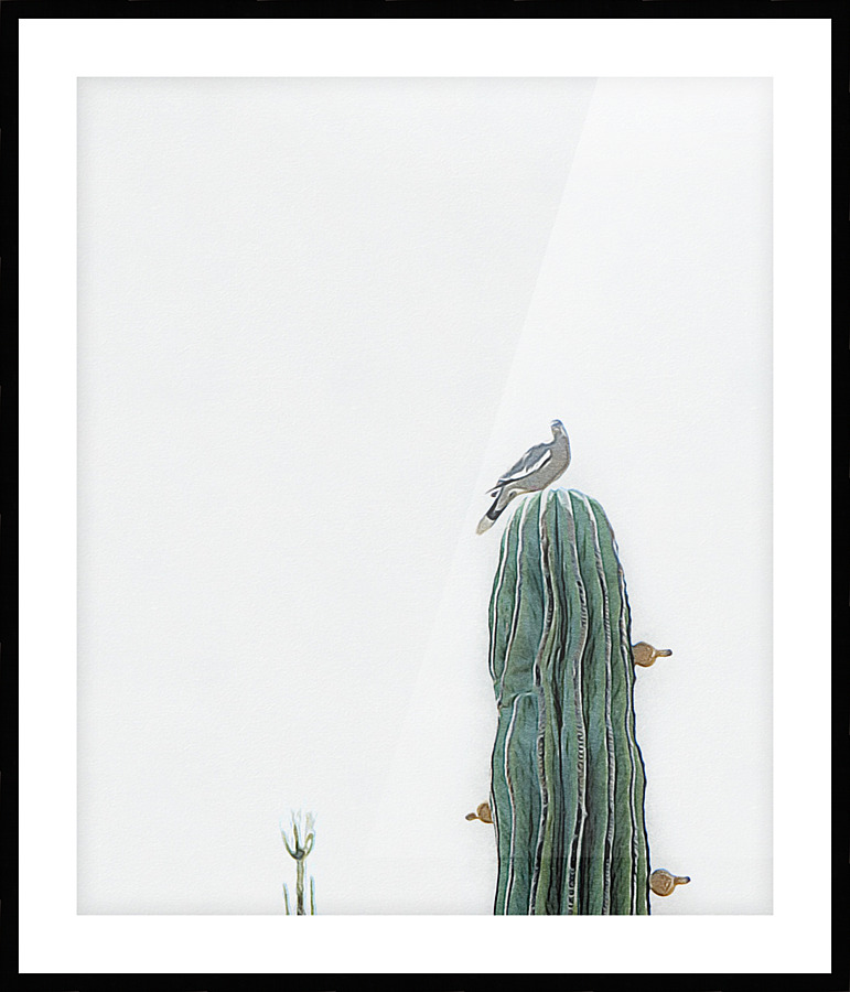 Desert Dove Picture Frame print