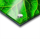 Green leaf Acrylic print