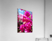  Pink flower Acrylic Print