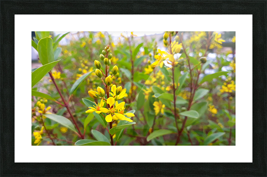 yellow flower Picture Frame print