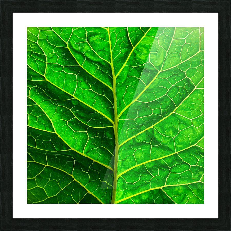 Green leaf Picture Frame print