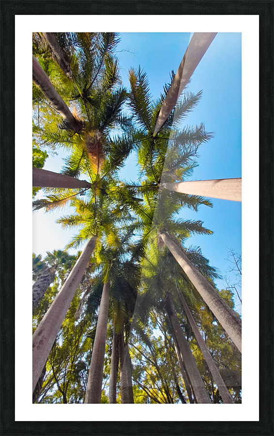coconut trees Picture Frame print