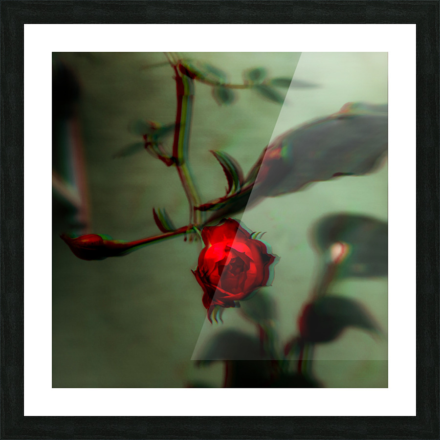 the Rose Picture Frame print