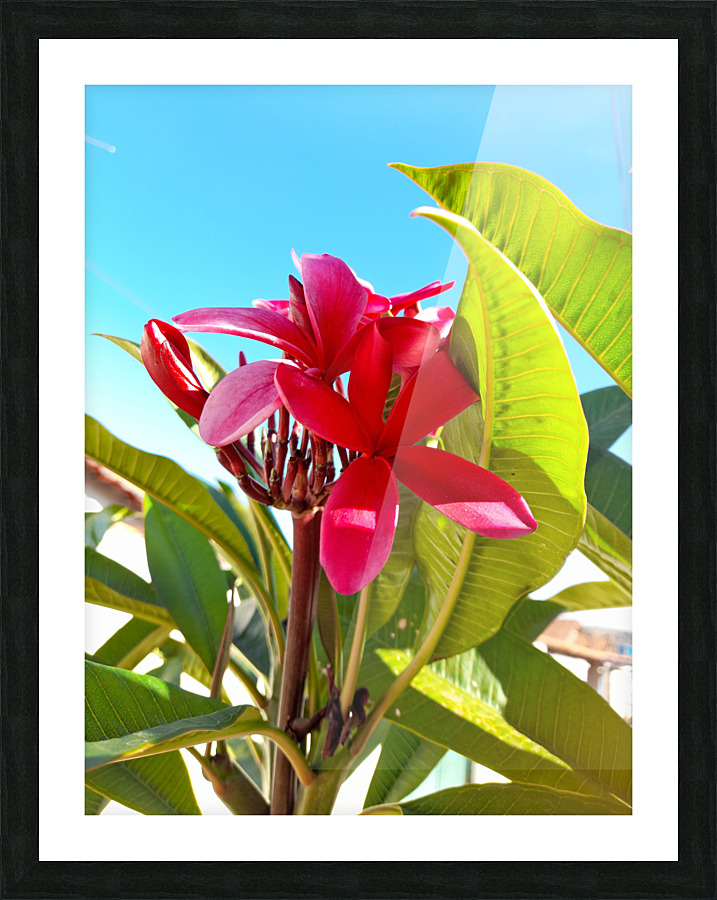 Pink flowers Picture Frame print