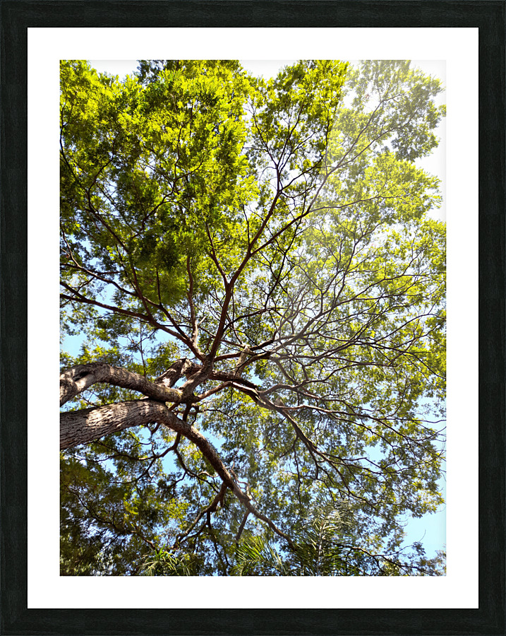 tree tops Picture Frame print