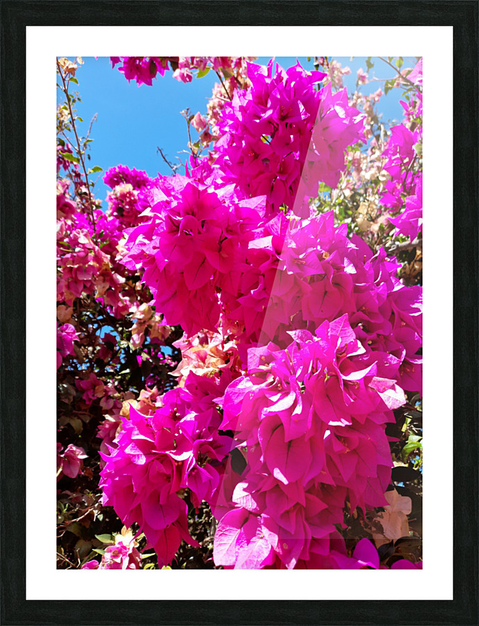  Pink flower Picture Frame print